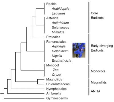 Delphinium as a model for development and evolution of complex zygomorphic flowers